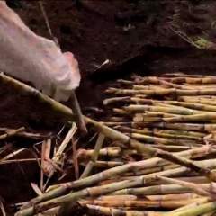 La Réunion : l'inquiétude grandissante des planteurs de canne à sucre La Réunion : l'inquiétude grandissante des planteurs de canne à sucre