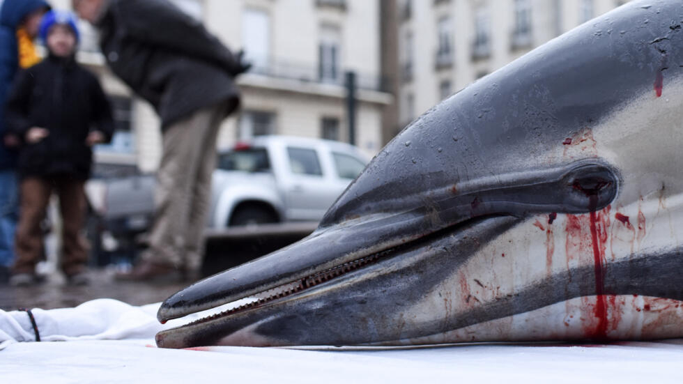 Le Conseil d'État ordonne la fermeture des zones de pêche pour protéger les dauphins