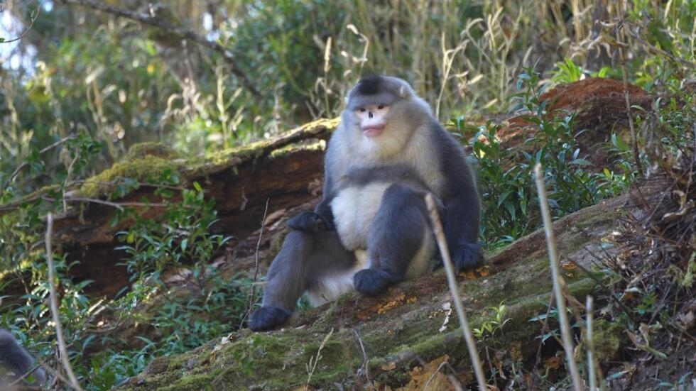 En Chine, les forêts du Yunnan sont un paradis pour la biodiversité