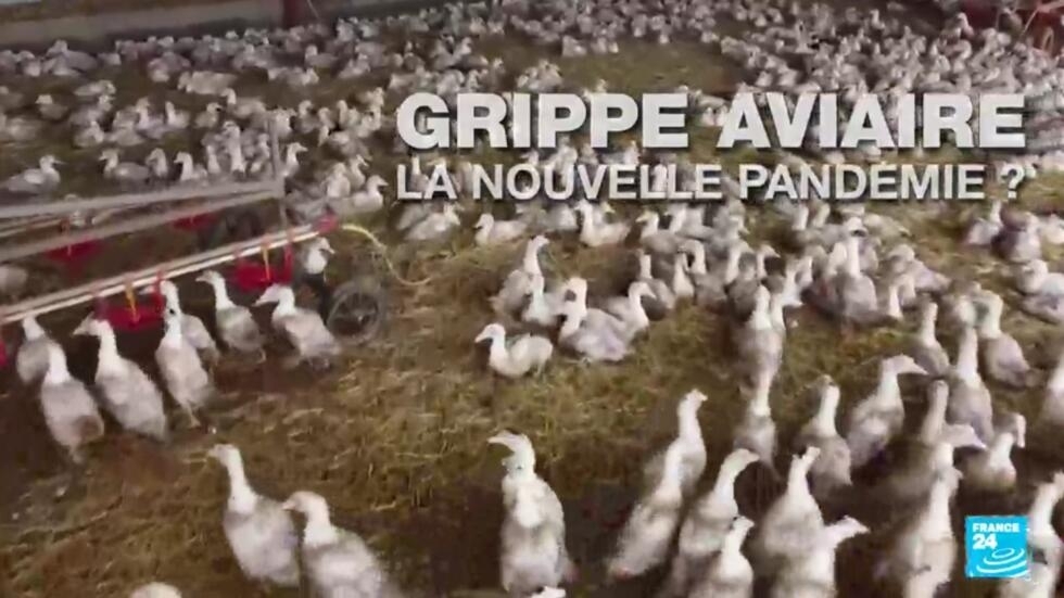 La grippe aviaire, nouvelle pandémie humaine ?