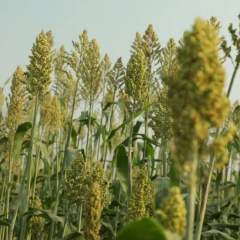Face au changement climatique, l'Inde relance la culture du millet Face au changement climatique, l'Inde relance la culture du millet