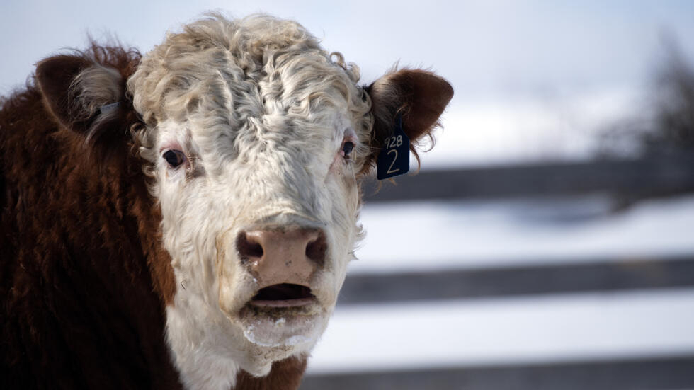 Aux États-Unis, 18 000 vaches tuées dans l'explosion d'une ferme