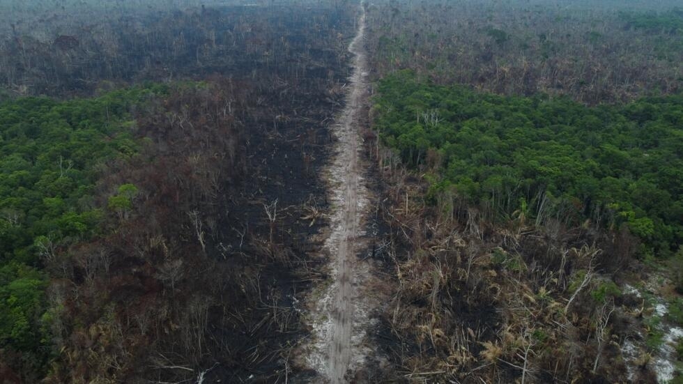 Les produits issus de la déforestation bannis par le Parlement européen