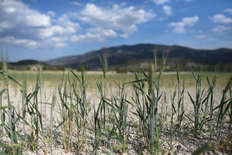 "Le sol n'a jamais été aussi sec" : à Alcoy, en Espagne, l'attente sans fin de la pluie