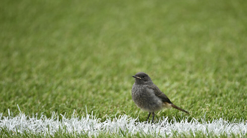 Déclin des oiseaux en Europe : l'agriculture intensive et la bétonisation pointées du doigt