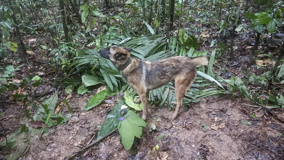 Crash en Colombie : le président annonce, puis dément, que les enfants disparus ont été retrouvés