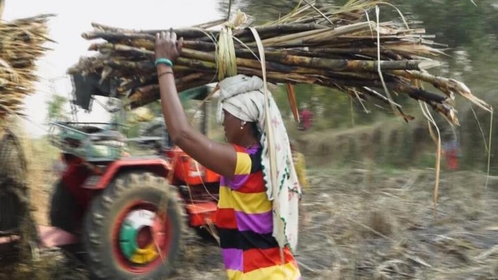 Inde : les forçats de la canne à sucre, esclaves d’une méga-industrie Inde : les forçats de la canne à sucre, esclaves d’une méga-industrie