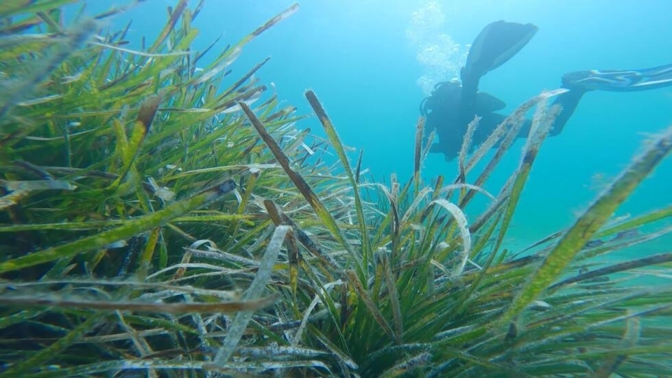 Posidonie : le poumon de la Méditerranée à bout de souffle