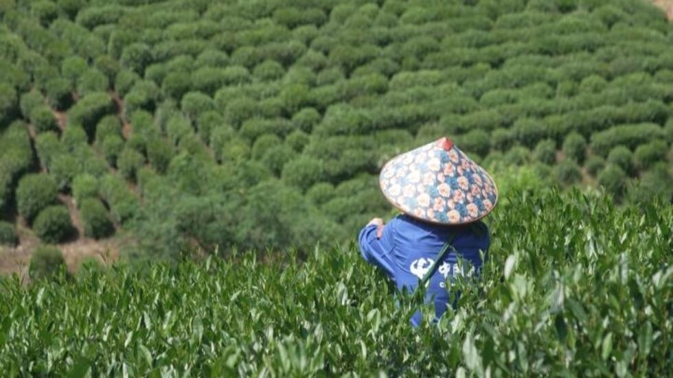 Thé chinois en péril : le changement climatique diminue les récoltes et change le goût