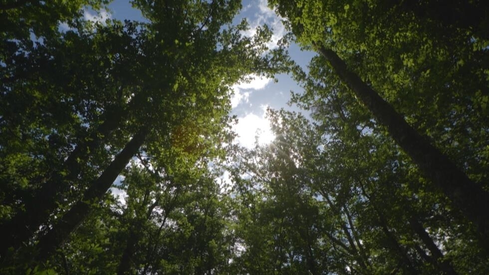 Les forêts françaises à bout de souffle ?