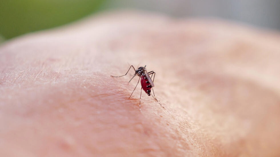 La Guyane en proie à une épidémie de dengue alarmante La Guyane en proie à une épidémie de dengue alarmante