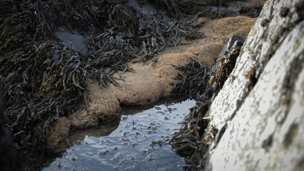 L'Union européenne parvient à un accord sur un texte clé sur la biodiversité