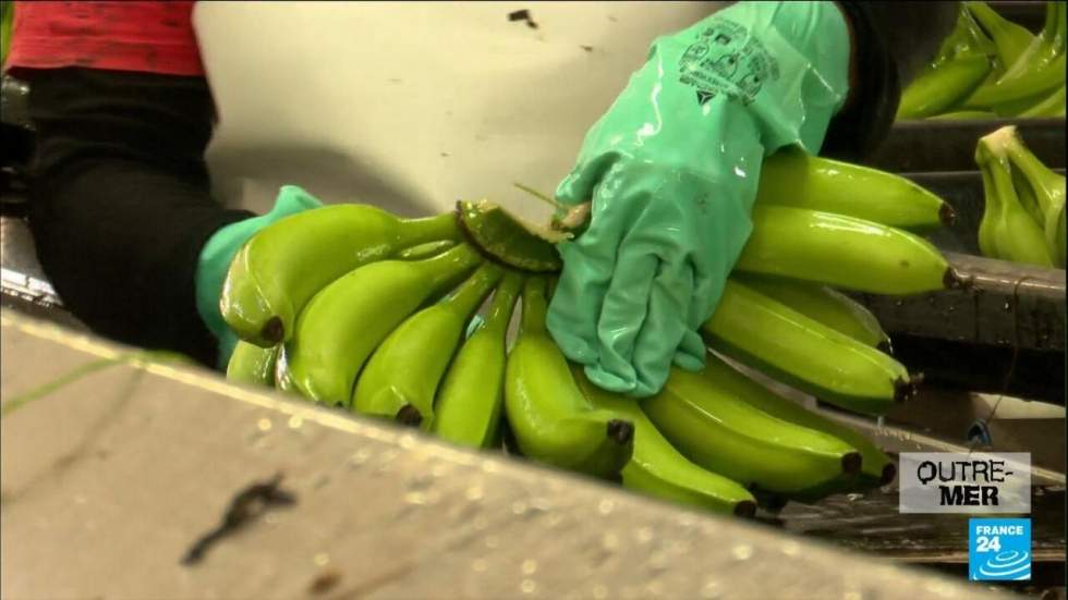 En Martinique, une nouvelle alerte au chlordécone empoisonne l'île