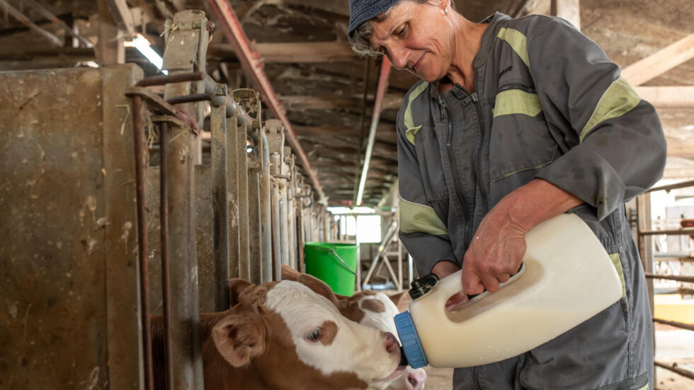 "La Ferme des Bertrand" de Gilles Perret retrace 50 ans d’histoire d’une production laitière