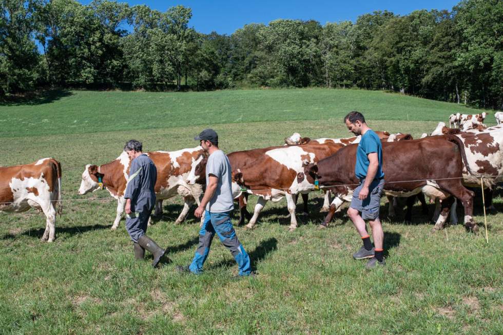 "La Ferme des Bertrand" de Gilles Perret retrace 50 ans d’histoire d’une production laitière