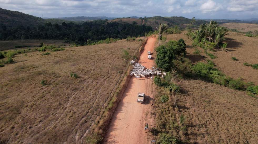 Brésil : l'Ibama, une police environnementale qui reprend son souffle