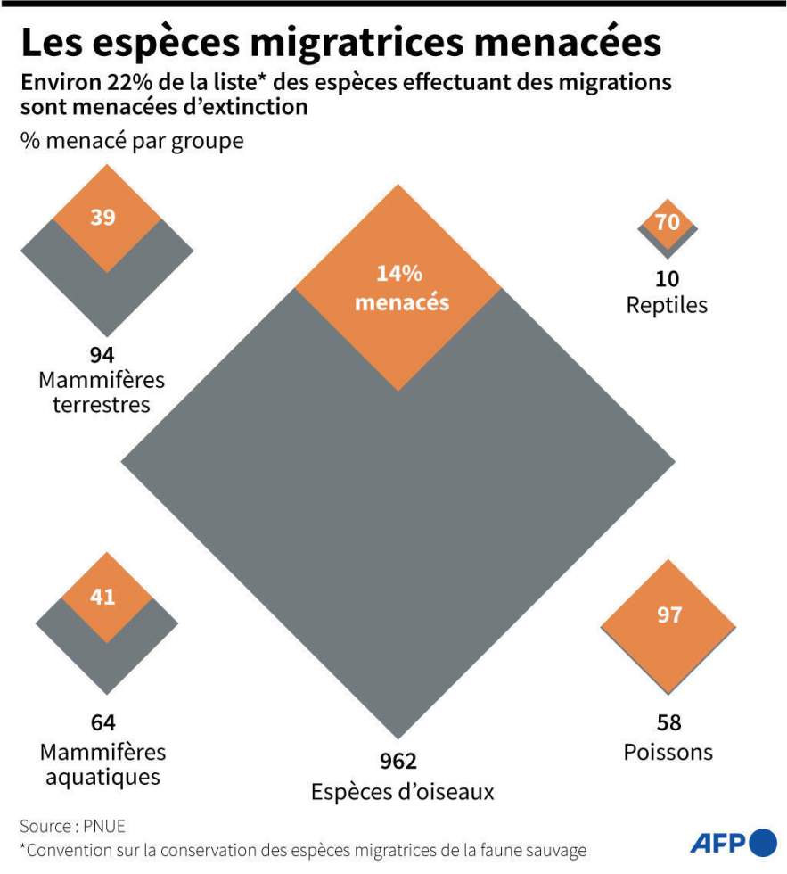 Une espèce migratrice sur cinq menacée d'extinction, alerte un rapport de l'ONU