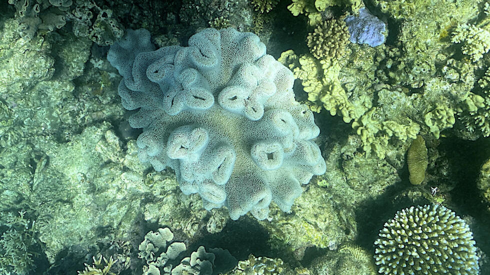 L'Australie observe un "blanchissement massif" de la Grande barrière de corail