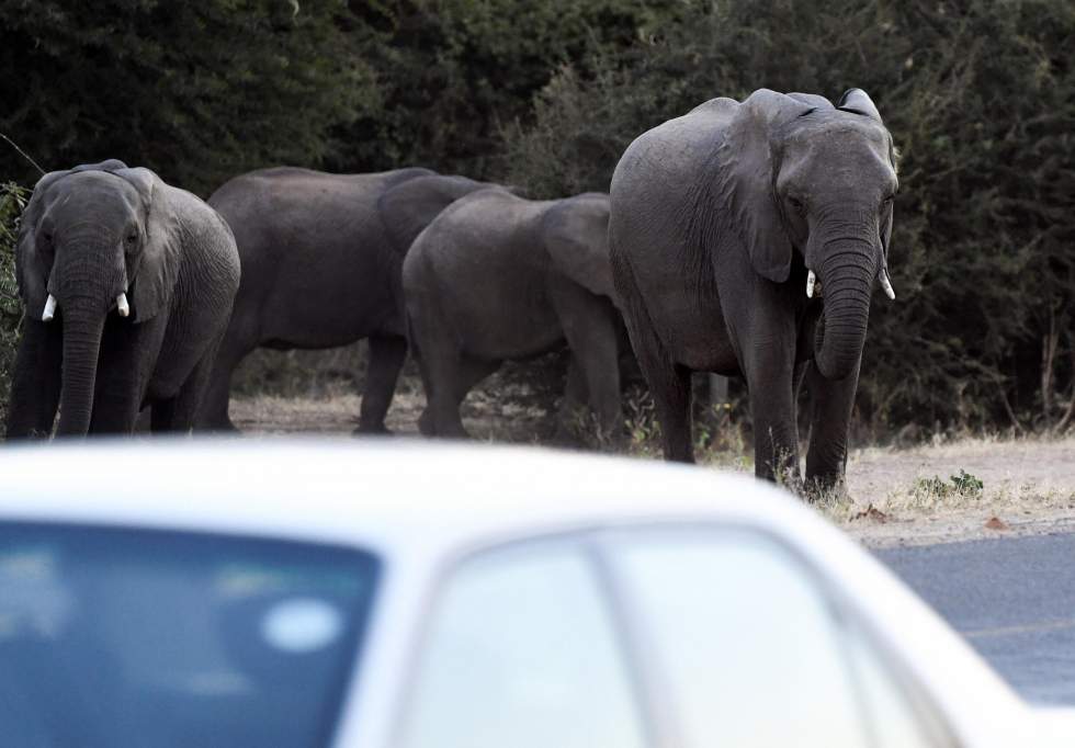 En colère contre l'Allemagne, le Botswana menace de lui expédier 20 000 éléphants