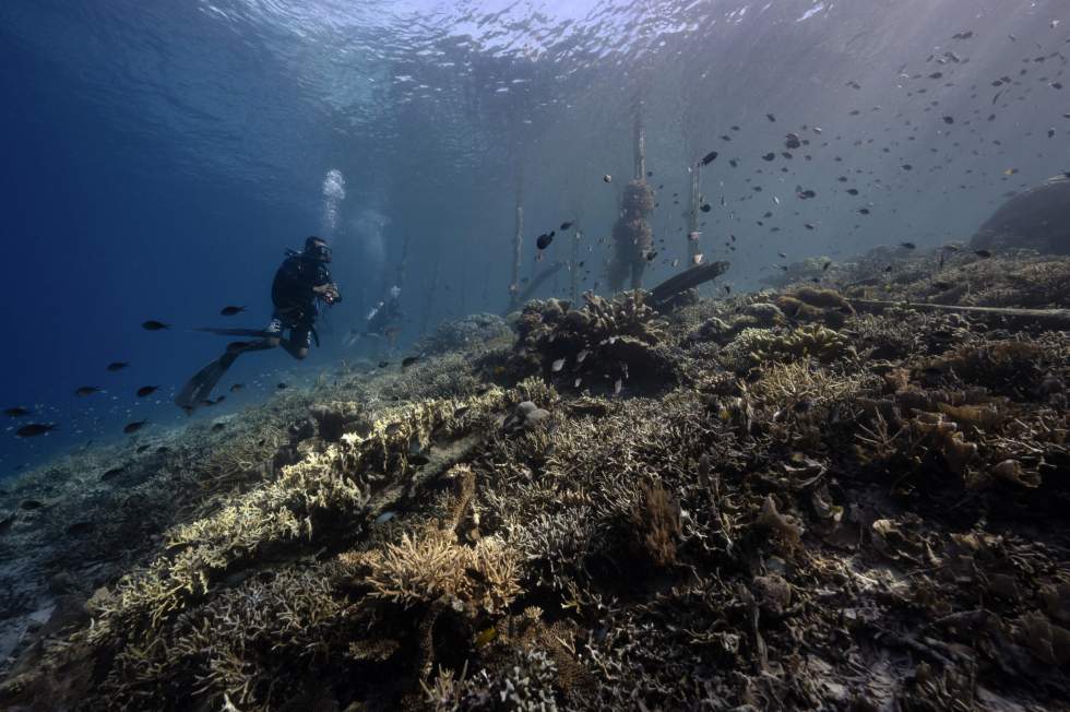 Les récifs de coraux de toute la planète touchés par un phénomène de blanchissement massif