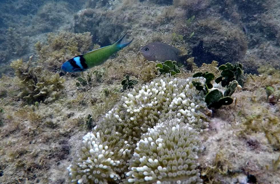 Les récifs de coraux de toute la planète touchés par un phénomène de blanchissement massif