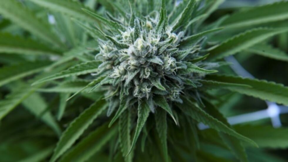 Le gouvernement américain va reclasser le cannabis comme une drogue moins dangereuse Le gouvernement américain va reclasser le cannabis comme une drogue moins dangereuse