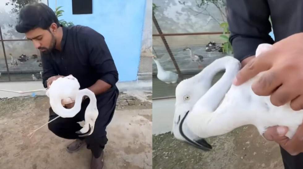 Flamants roses à la télé, tortues vertes bradées : au Pakistan, des défenseurs des animaux inquiets Flamants roses à la télé, tortues vertes bradées : au Pakistan, des défenseurs des animaux inquiets