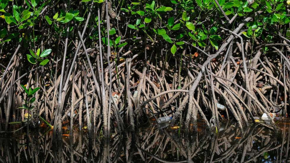 Environnement : 50 % des écosystèmes de mangrove risquent de s'effondrer