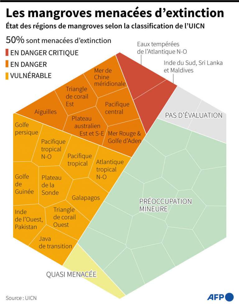 Environnement : 50 % des écosystèmes de mangrove risquent de s'effondrer