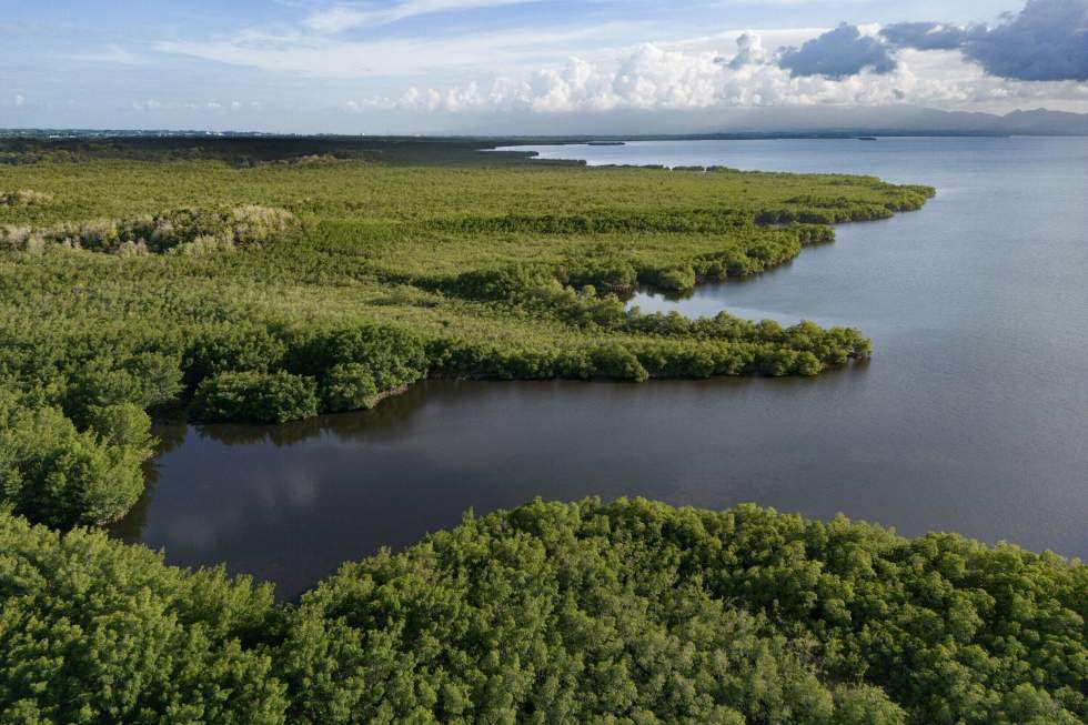 Environnement : 50 % des écosystèmes de mangrove risquent de s'effondrer