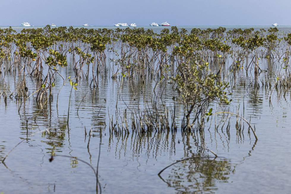 Environnement : 50 % des écosystèmes de mangrove risquent de s'effondrer