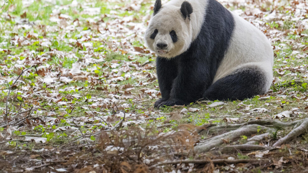 Diplomatie du panda : deux nouveaux "pandassadeurs" envoyés par la Chine à Washington