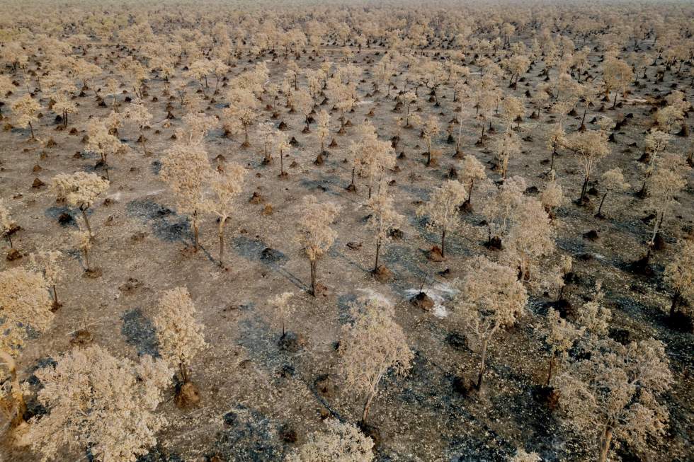 Incendies au Brésil : l'Amazonie a connu son pire premier semestre en 20 ans