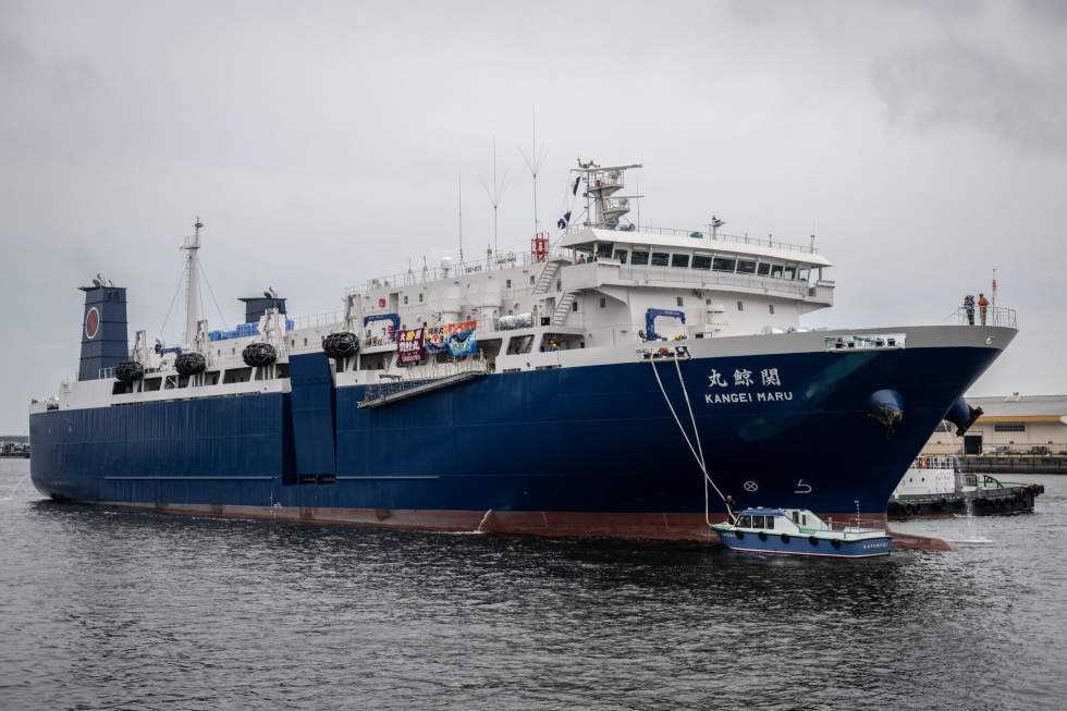 Chasse à la baleine : Paul Watson, militant écologiste recherché par le Japon, arrêté au Groenland