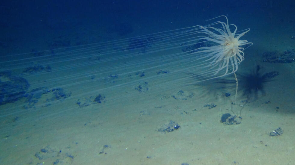 Un "oxygène noir" fabriqué dans les abysses de l'océan Pacifique a été découvert