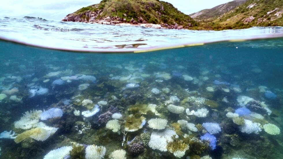 Les eaux de la Grande Barrière de corail n'ont jamais été aussi chaudes en 400 ans, selon une étude Les eaux de la Grande Barrière de corail n'ont jamais été aussi chaudes en 400 ans, selon une étude
