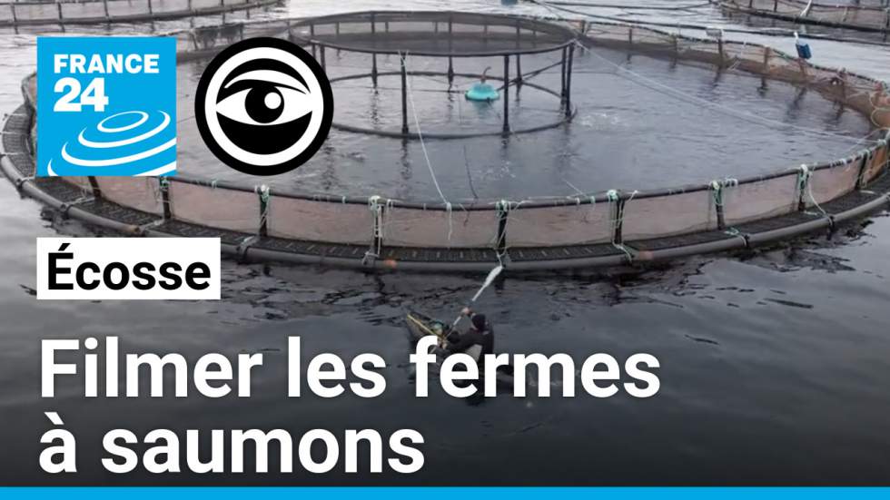 L'activiste qui dénonce les dérives de l'industrie écossaise du saumon L'activiste qui dénonce les dérives de l'industrie écossaise du saumon