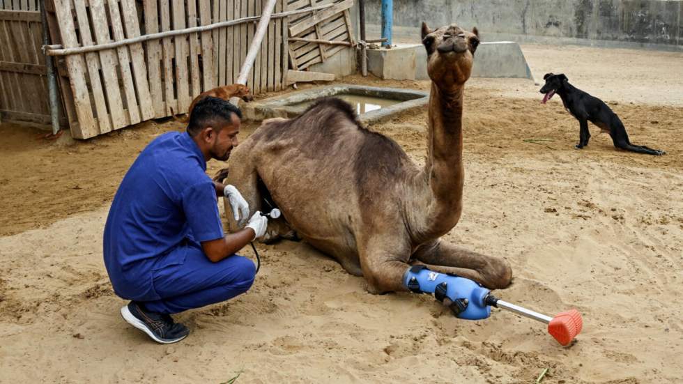 L'instant + : au Pakistan, une chamelle remarche grâce à une prothèse de patte L'instant + : au Pakistan, une chamelle remarche grâce à une prothèse de patte