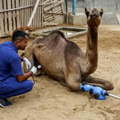 L'instant + : au Pakistan, une chamelle remarche grâce à une prothèse de patte L'instant + : au Pakistan, une chamelle remarche grâce à une prothèse de patte