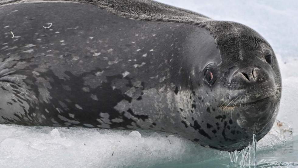 L'instant + : les léopards de mer composent des sérénades pour attirer les femelles L'instant + : les léopards de mer composent des sérénades pour attirer les femelles