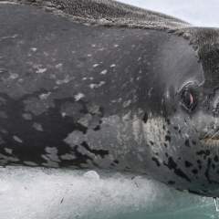 L'instant + : les léopards de mer composent des sérénades pour attirer les femelles L'instant + : les léopards de mer composent des sérénades pour attirer les femelles