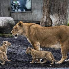 Au Danemark, un zoo recherche des animaux pour nourrir ses prédateurs Au Danemark, un zoo recherche des animaux pour nourrir ses prédateurs
