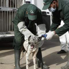Le Maroc accusé d'abattage massif de chiens errants à l'approche de la CAN 2025 Le Maroc accusé d'abattage massif de chiens errants à l'approche de la CAN 2025