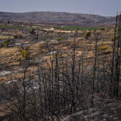 Incendie dans l'Aude : le feu d'une ampleur exceptionnelle "est fixé" Incendie dans l'Aude : le feu d'une ampleur exceptionnelle "est fixé"