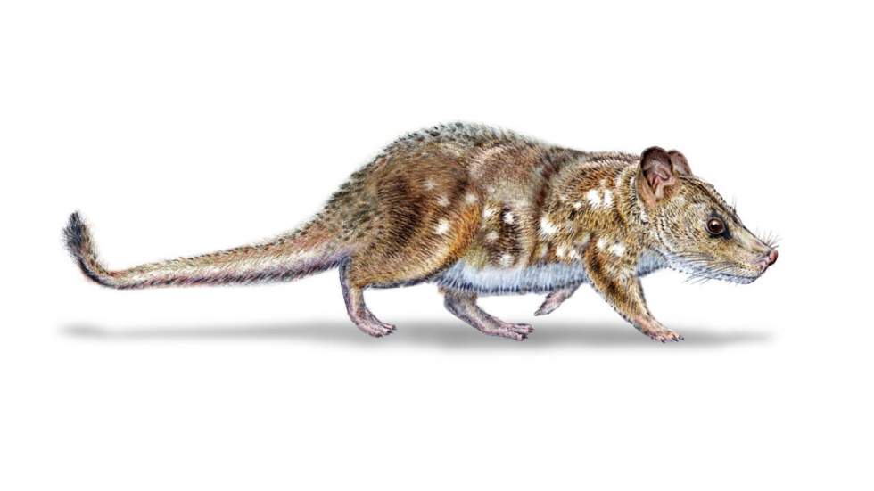 Découverte au Chili d'un fossile de petit mammifère ayant vécu au temps des dinosaures Découverte au Chili d'un fossile de petit mammifère ayant vécu au temps des dinosaures