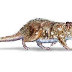 Découverte au Chili d'un fossile de petit mammifère ayant vécu au temps des dinosaures Découverte au Chili d'un fossile de petit mammifère ayant vécu au temps des dinosaures