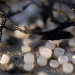 "Larmes de sirènes" : comment de minuscules granulés de plastique envahissent l'environnement "Larmes de sirènes" : comment de minuscules granulés de plastique envahissent l'environnement