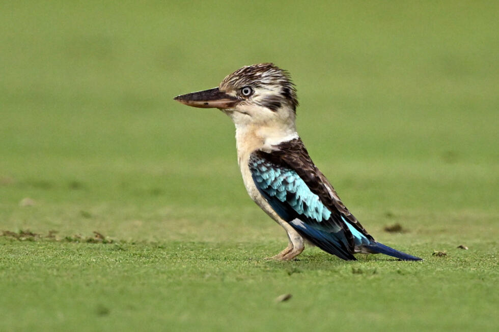 En Australie, des scientifiques découvrent un changement de sexe inattendu chez des oiseaux