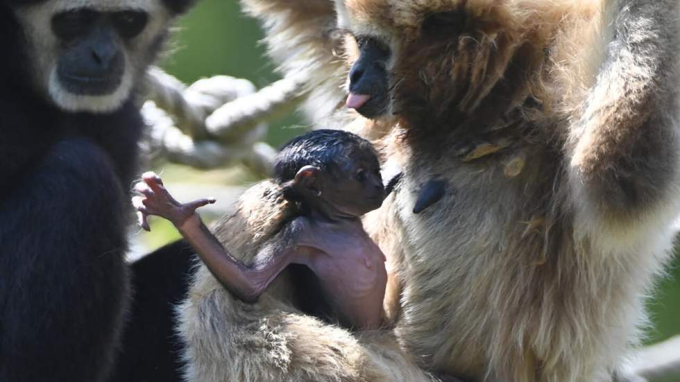 L'instant + : un bébé gibbon à mains blanches est né dans la Sarthe