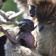 L'instant + : un bébé gibbon à mains blanches est né dans la Sarthe L'instant + : un bébé gibbon à mains blanches est né dans la Sarthe